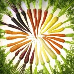 Carrots of many colors!